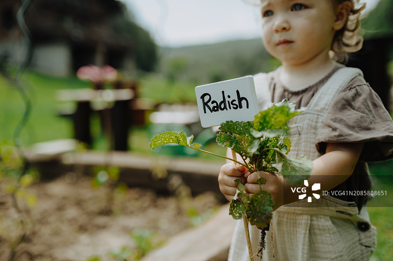 女孩拿着植物标签和花园里的真正萝卜。用于不同类型蔬菜的园艺标签，蔬菜作物。图片素材