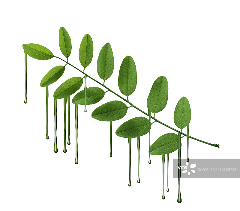 在气候变化的热浪中融化凋零的绿叶树枝图片素材