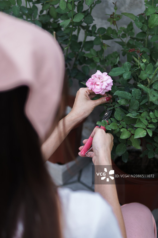 女人在后花园修剪玫瑰，园艺设备与日常生活图片素材