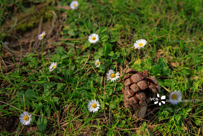 石松的松子落在草地和鲜花上图片素材