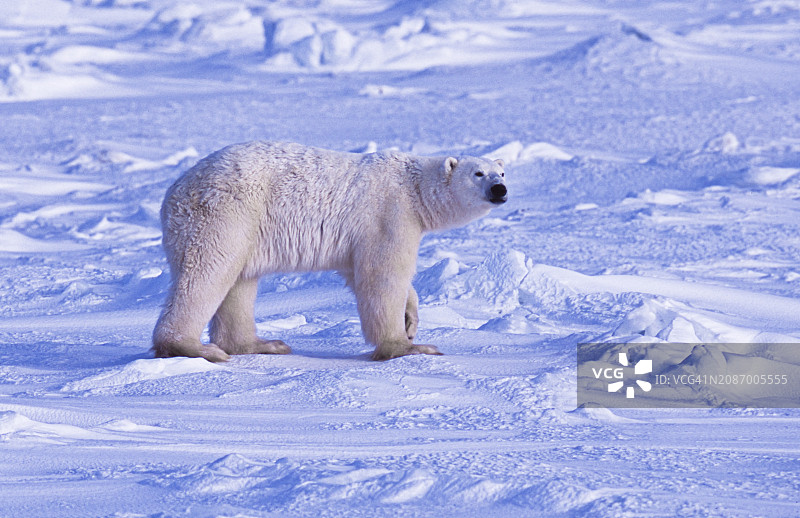 行走在冰冻苔原上的一只野生北极熊图片素材