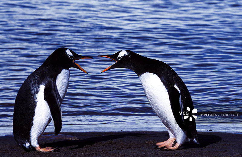 两只争吵的野生巴布亚企鹅图片素材