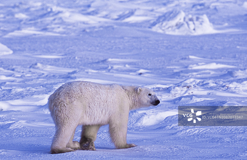 行走在冰冻苔原上的一只野生北极熊图片素材
