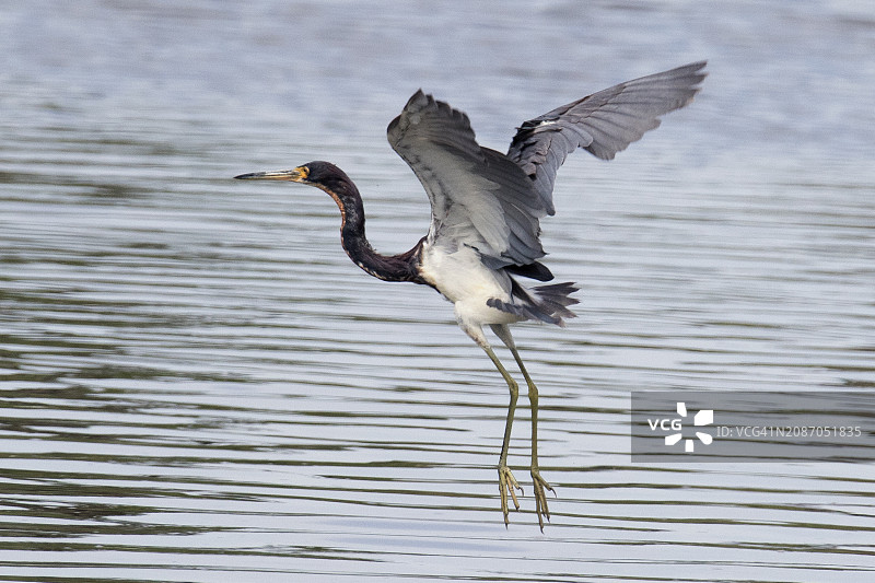 三色鹭降落图片素材