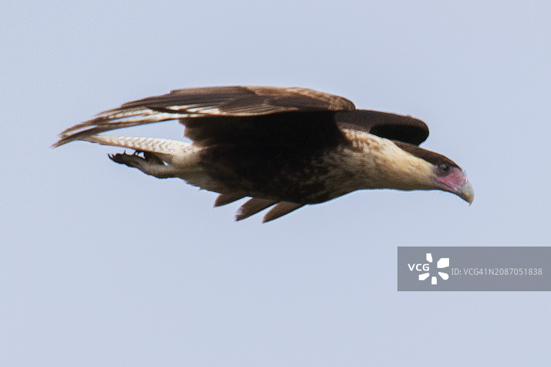 飞翔的凤头卡拉鹰图片素材