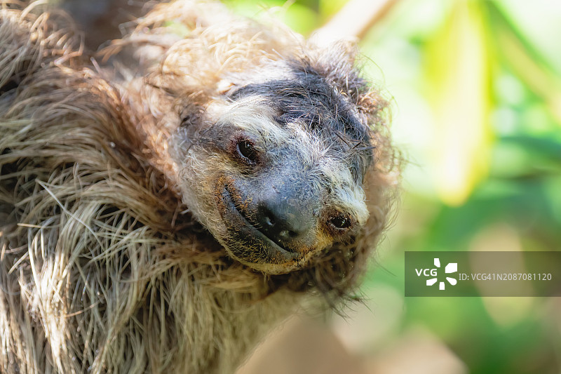 三趾树懒面部特写图片素材