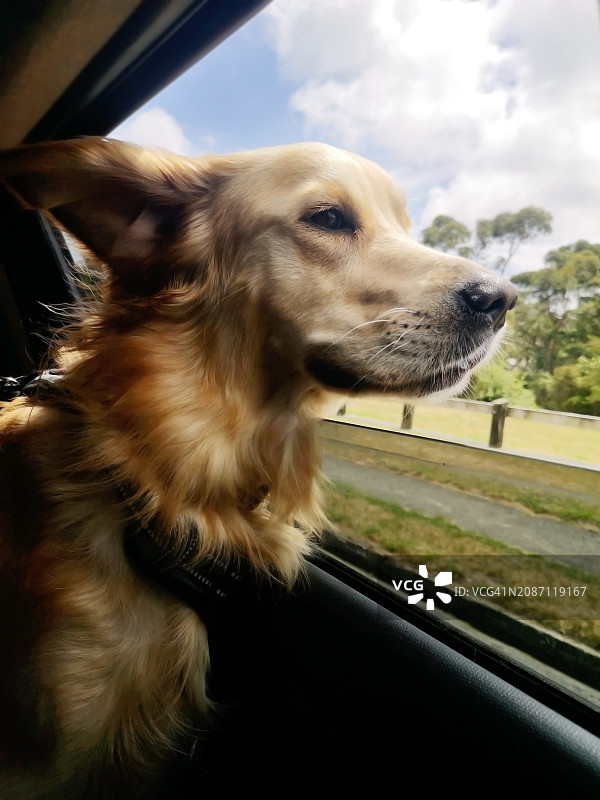 金毛寻回犬在行驶的汽车里感受着窗外的风图片素材
