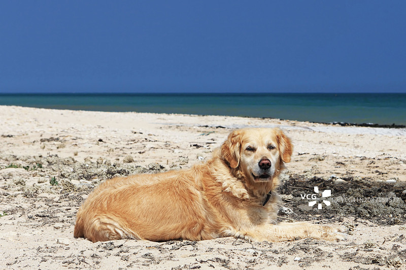 在海滩上放松并看向镜头的金毛犬图片素材
