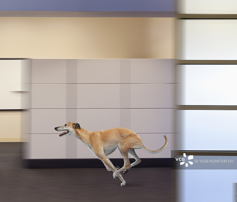 灰狗商务速度图片素材