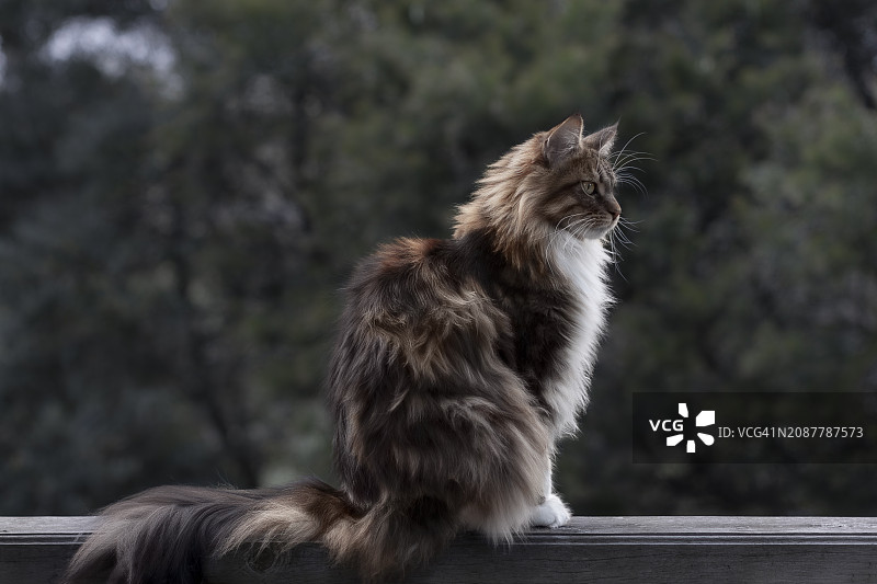 时髦的缅因库恩猫图片素材