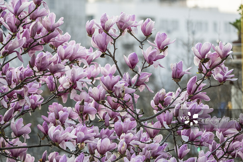 上海的紫色玉兰图片素材