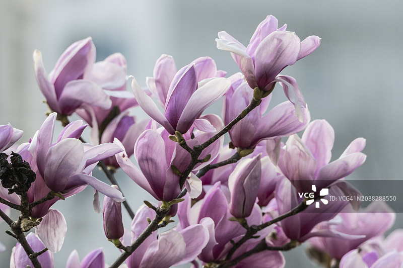 上海的紫色玉兰图片素材