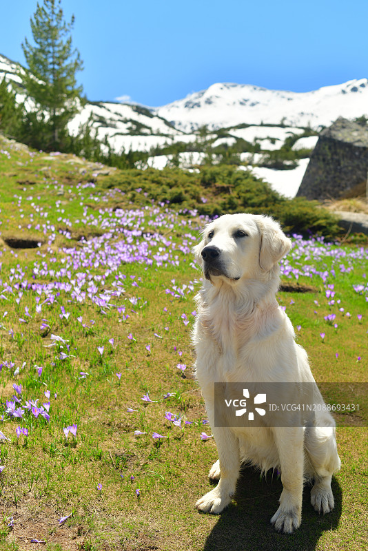 金毛猎犬坐在田野上，背景是白雪皑皑的山脉的肖像图片素材