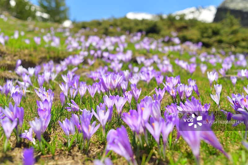 山谷中未开垦的紫色番红花图片素材