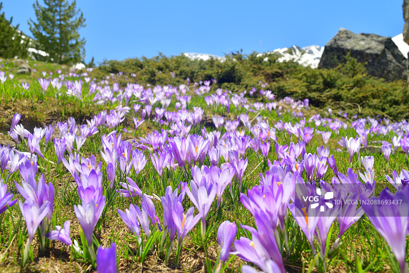 山谷中未开垦的紫色番红花图片素材