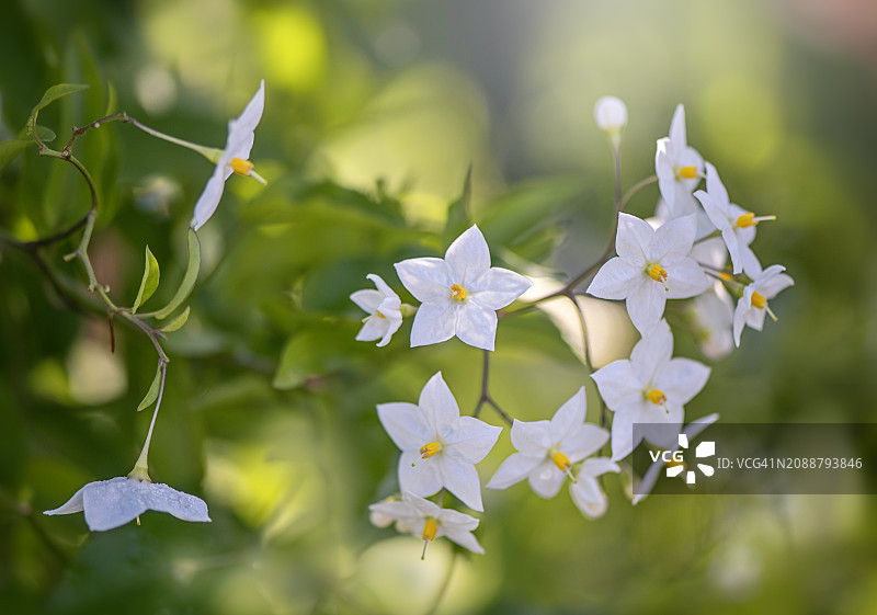 茄科植物：白花图片素材