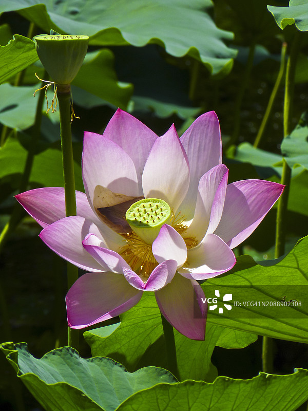 日坛公园莲花池图片素材