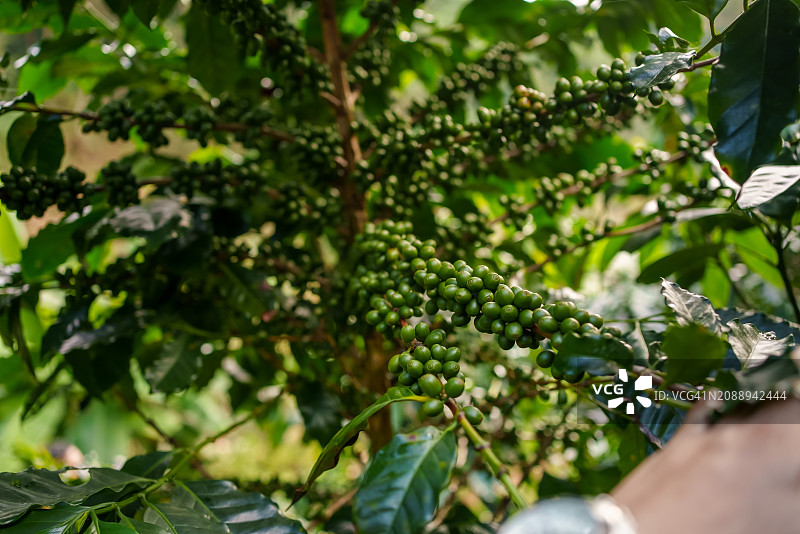 小企业咖啡农场树上的咖啡樱桃豆图片素材