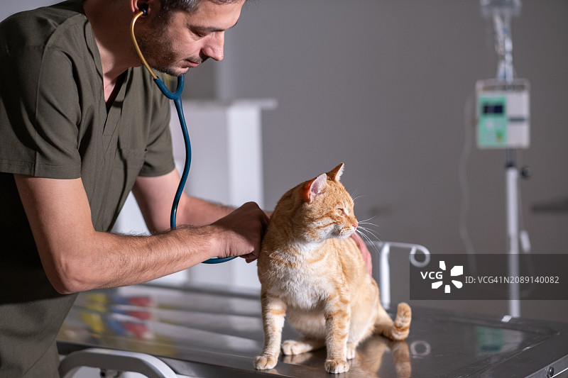 英俊的男兽医给猫做医疗检查图片素材