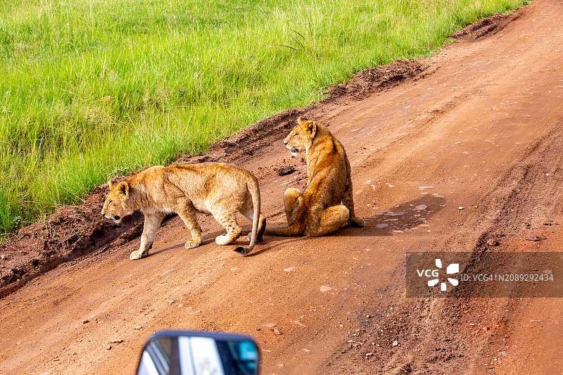 在野外土路上乘坐游猎车近距离观看小狮子图片素材