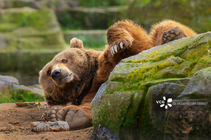 在地上休息的棕熊图片素材