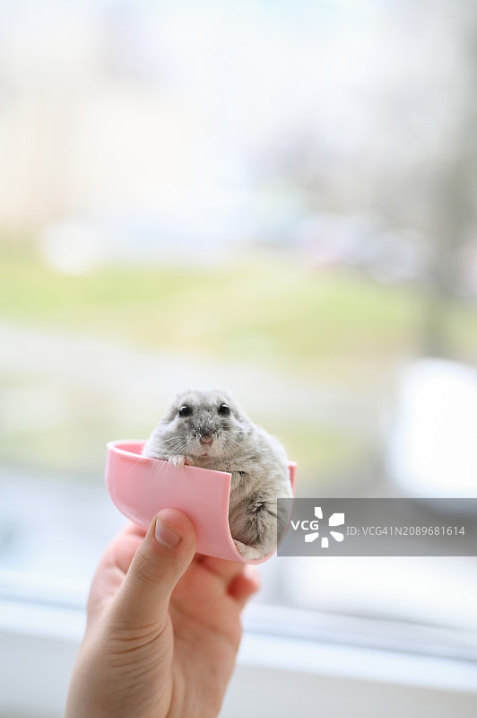 灰色仓鼠的特写肖像图片素材