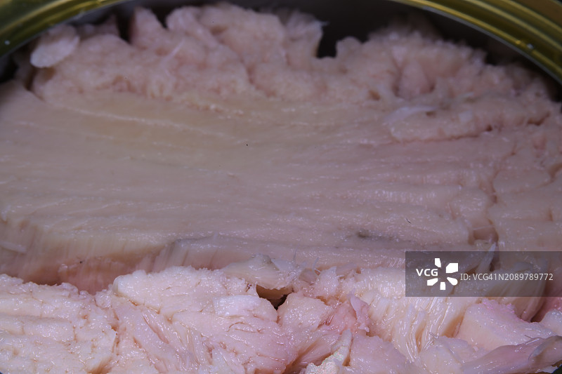 长鳍金枪鱼图片素材