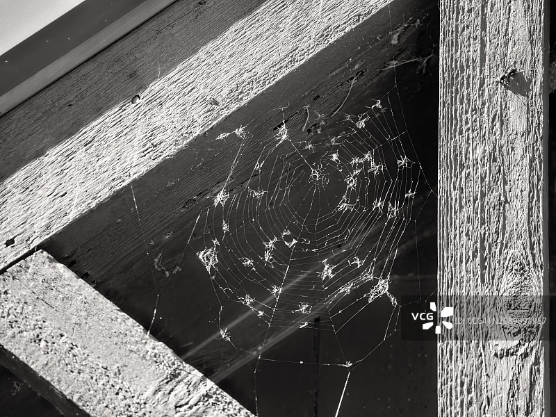 单色幽灵蜘蛛网图片素材