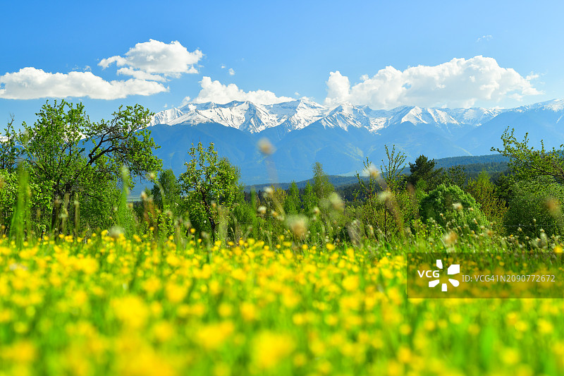 春季，未开垦的黄色鲜花盛开的田园风光，背景是山脉和多云的天空图片素材