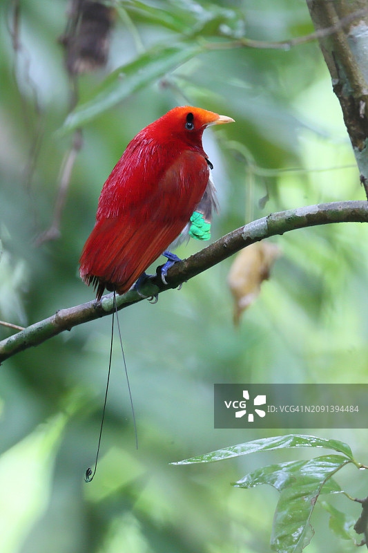 天堂鸟王图片素材