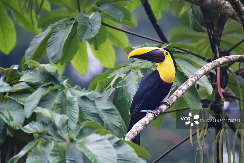 美丽的巨嘴鸟：栗喉巨嘴鸟栖息在哥斯达黎加的树上图片素材