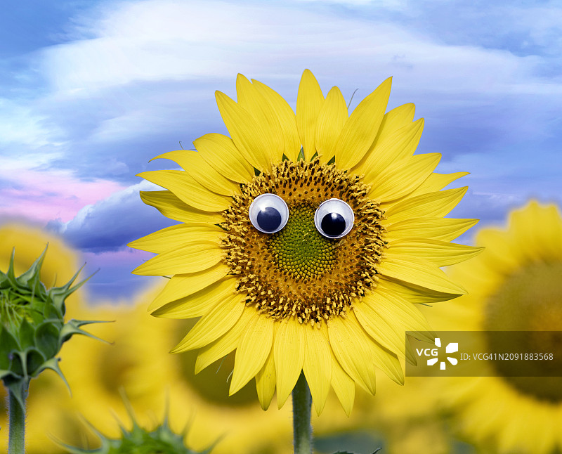 田野中笑意盈盈的向日葵花朵图片素材