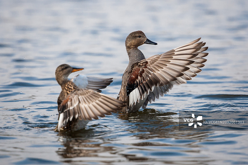 赤膀鸭图片素材