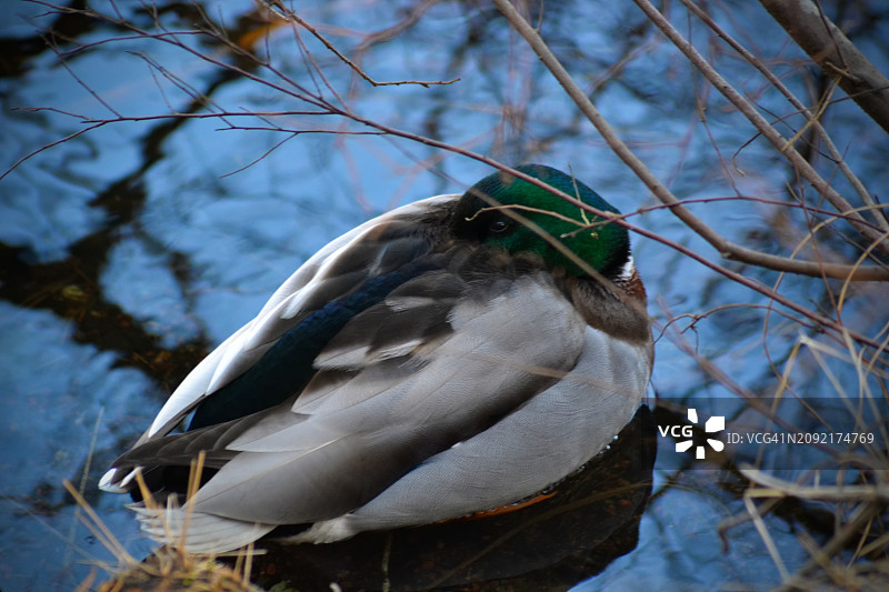 绿头鸭在池塘边的树枝中休息图片素材