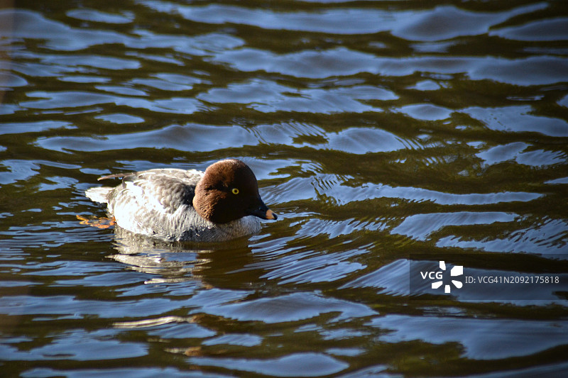 沐浴在自然光下的棕头鸭图片素材