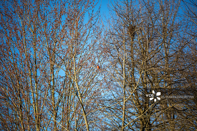 早春的枫树图片素材