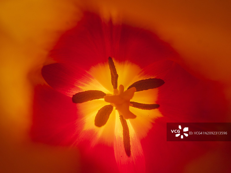 郁金香花蕊内部超广角视图图片素材