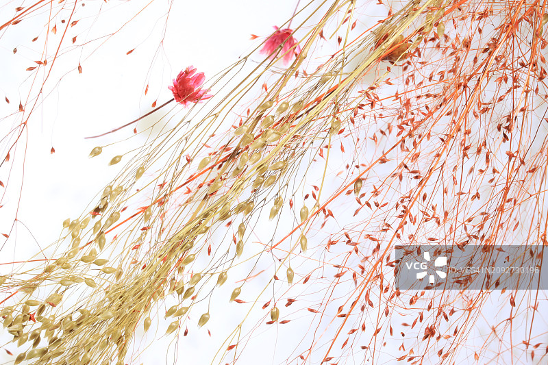 白色背景上的迷你干花和种子图片素材