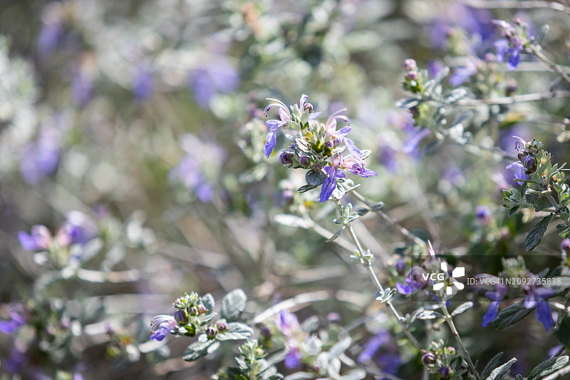 灌木香科图片素材
