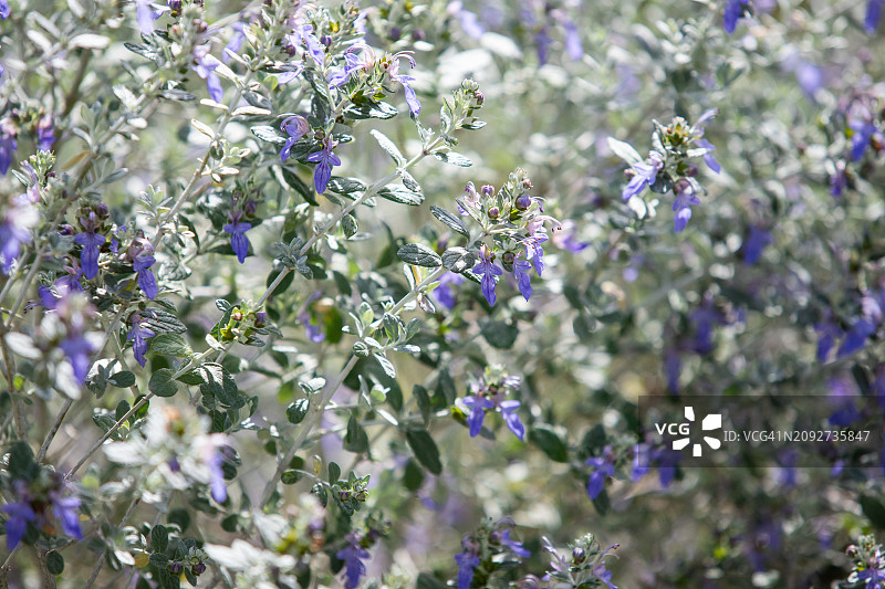 灌木香科图片素材