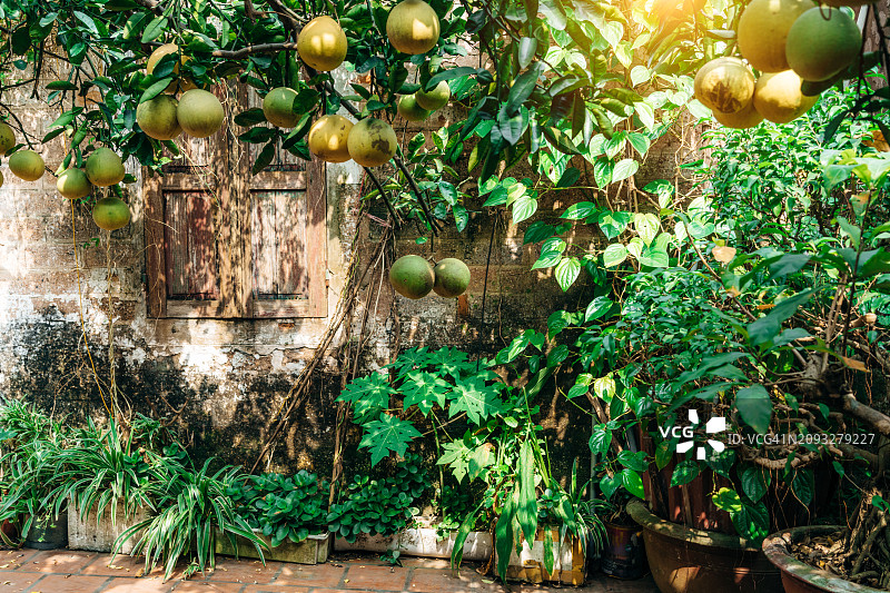 越南河内柚子树热带花园图片素材
