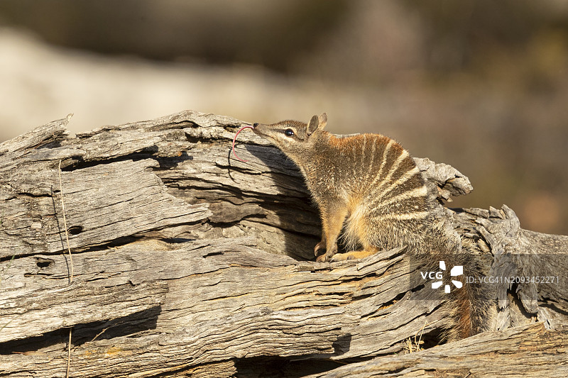 吐着舌头的袋食蚁兽图片素材