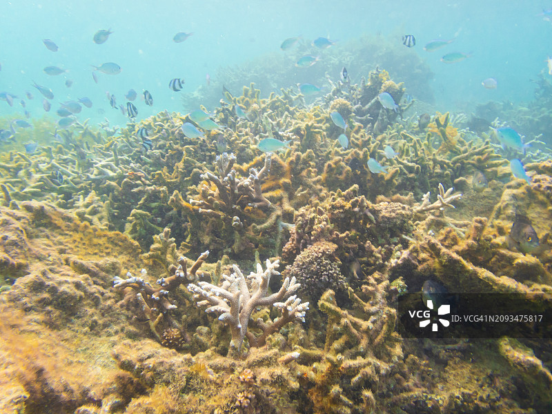 珊瑚礁和鱼类图片素材