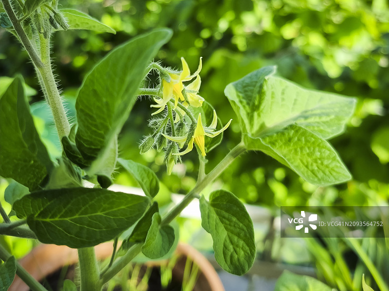 番茄花，微距拍摄，美丽的绿色自然背景图片素材