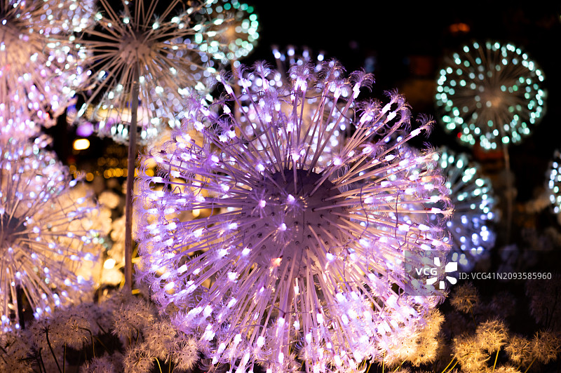 紫色和蓝色灯光照亮的花簇图片素材