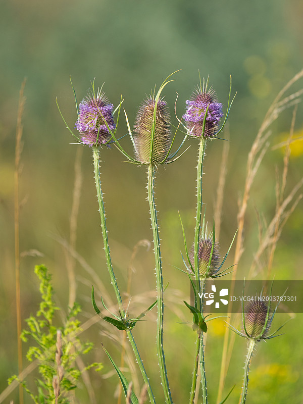 夏季草甸中盛开紫色花朵的草甸高大植物，刺头。Dipsacus fullonum，syn。Dipsacus sylvestris，野生续断开花图片素材
