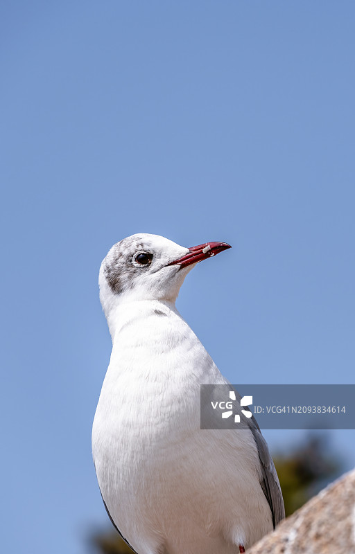 特写：红嘴鸥与蓝天背景图片素材
