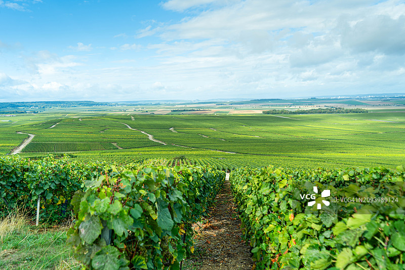 法国香槟产区的葡萄园图片素材
