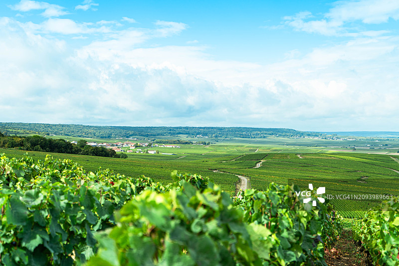 葡萄园山谷图片素材