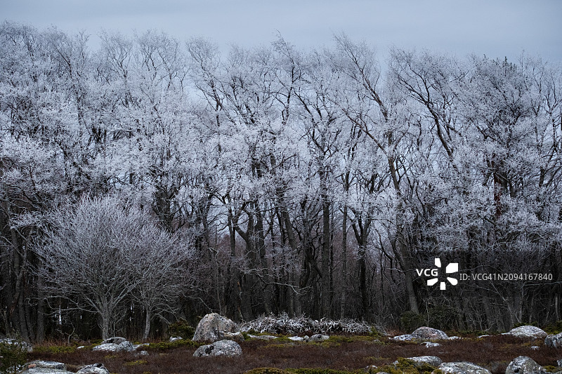 芬兰图尔库群岛尤尔莫岛波罗的海冰雾中，左框白色灌木的阴森空灵冰霜图片素材